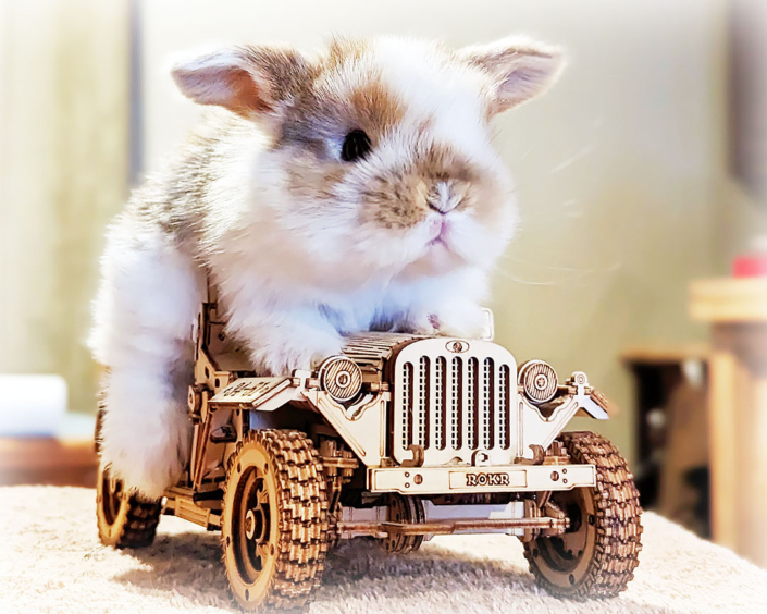 A brown and white baby Holland Lop sits atop a wooden toy Jeep.
