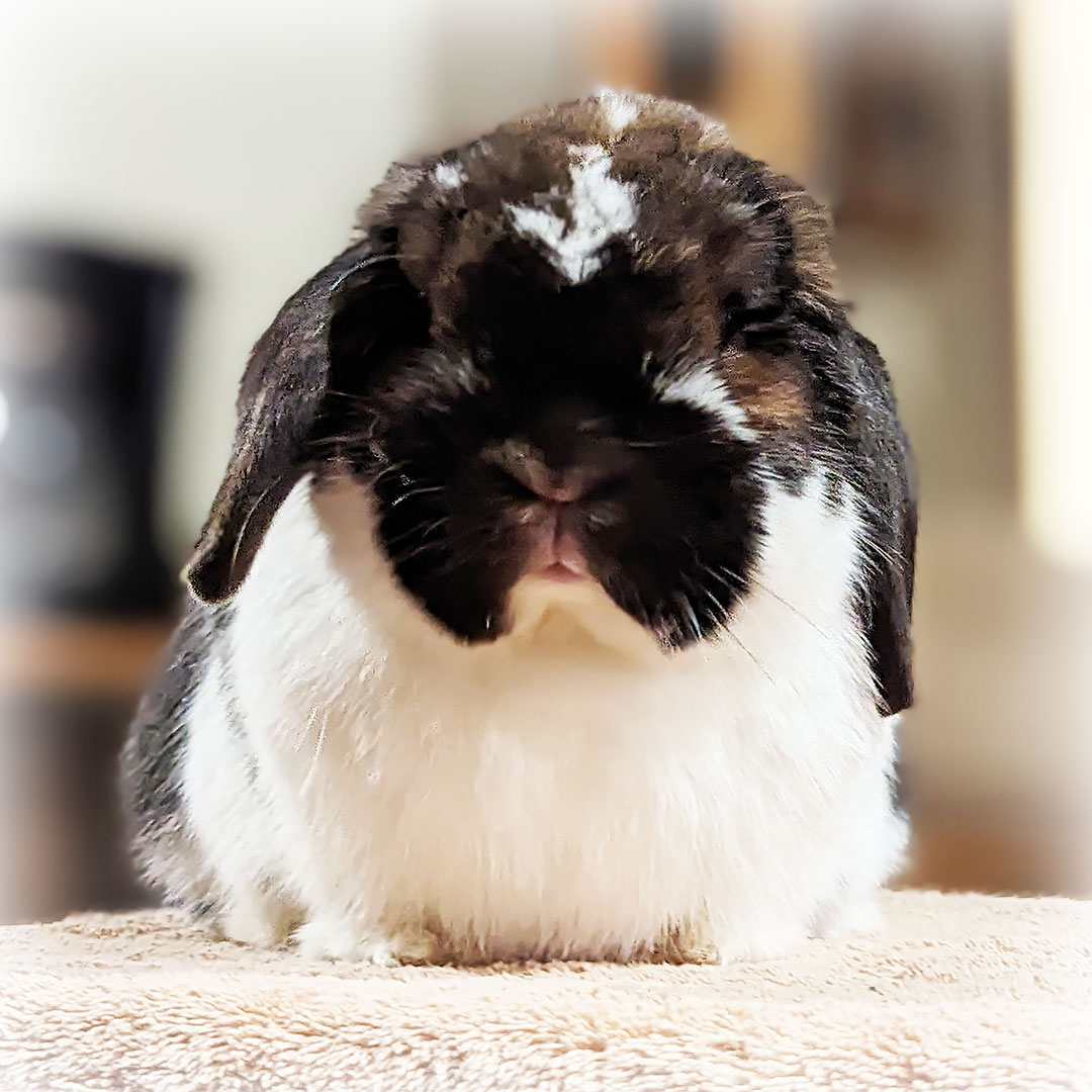 A brown and white Holland Lop looks at the camera